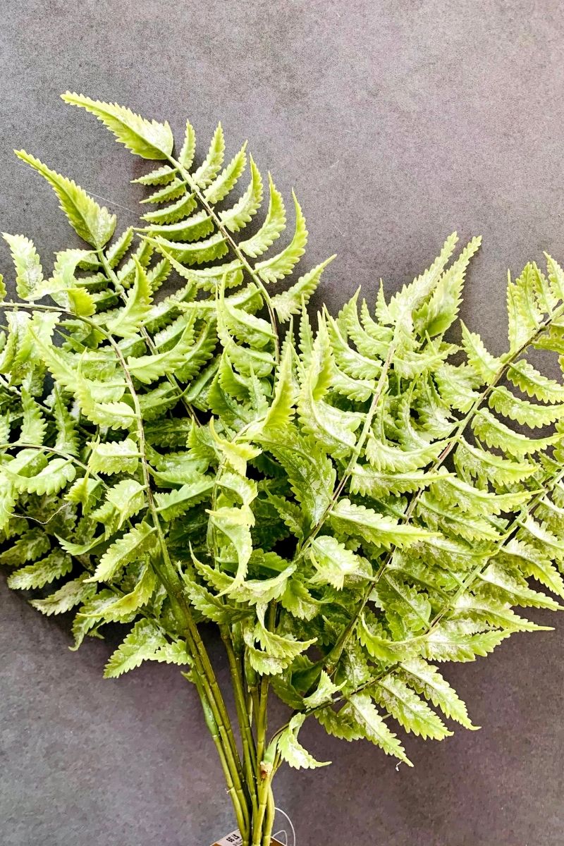 SILK, WATER FERN BUSH 18"