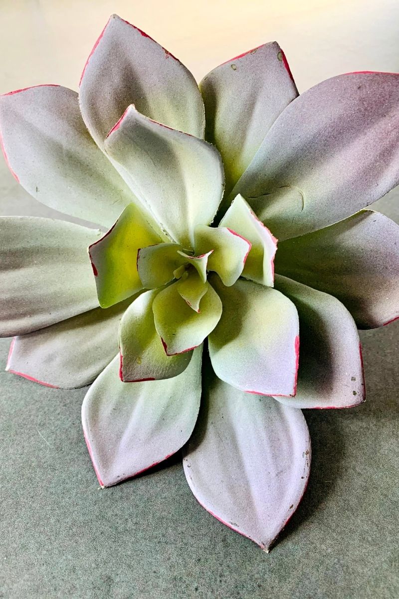 SILK, ECHEVERIA PLANT 6"