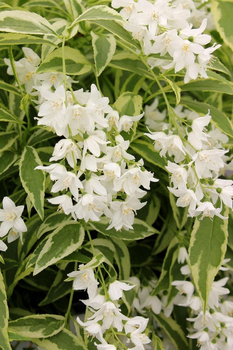 Deutzia, Creme Fraiche