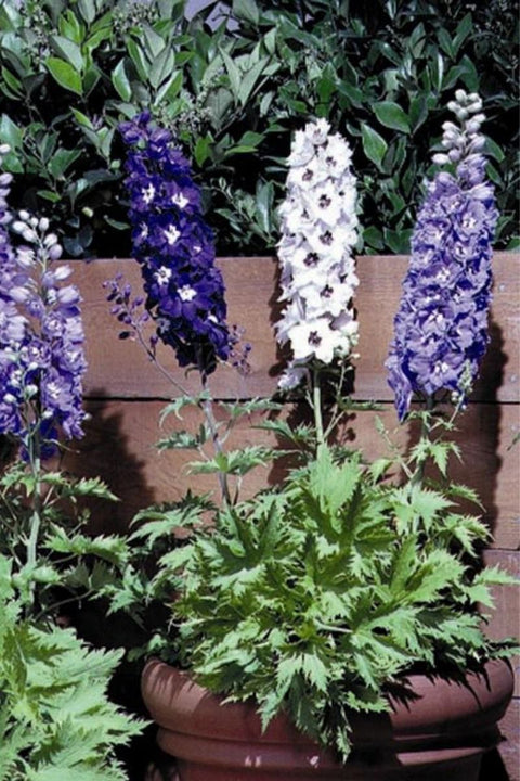 Delphinium, Mgc Ft Mixed