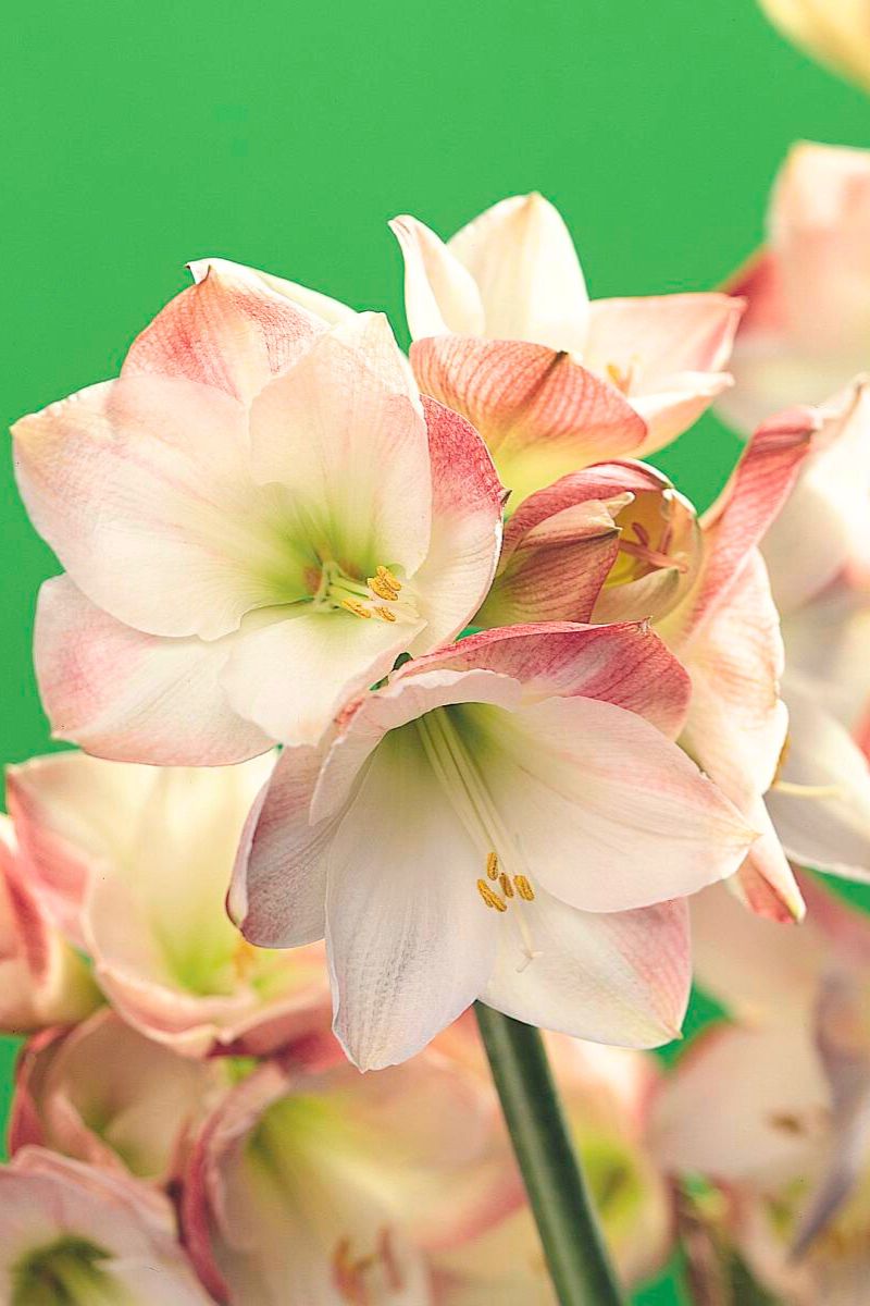 DeVroomen Amaryllis Apple Blossom Bulb 1/Pack