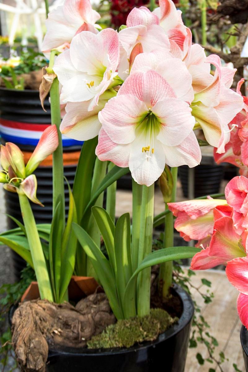 DeVroomen Amaryllis Apple Blossom Bulb 1/Pack