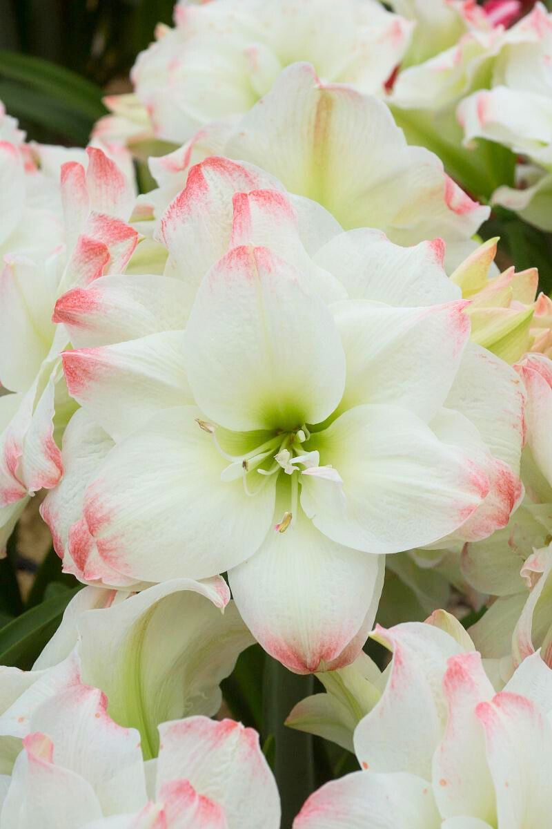 DeVroomen Amaryllis Double Amadeus Candy Bulb 1/Pack