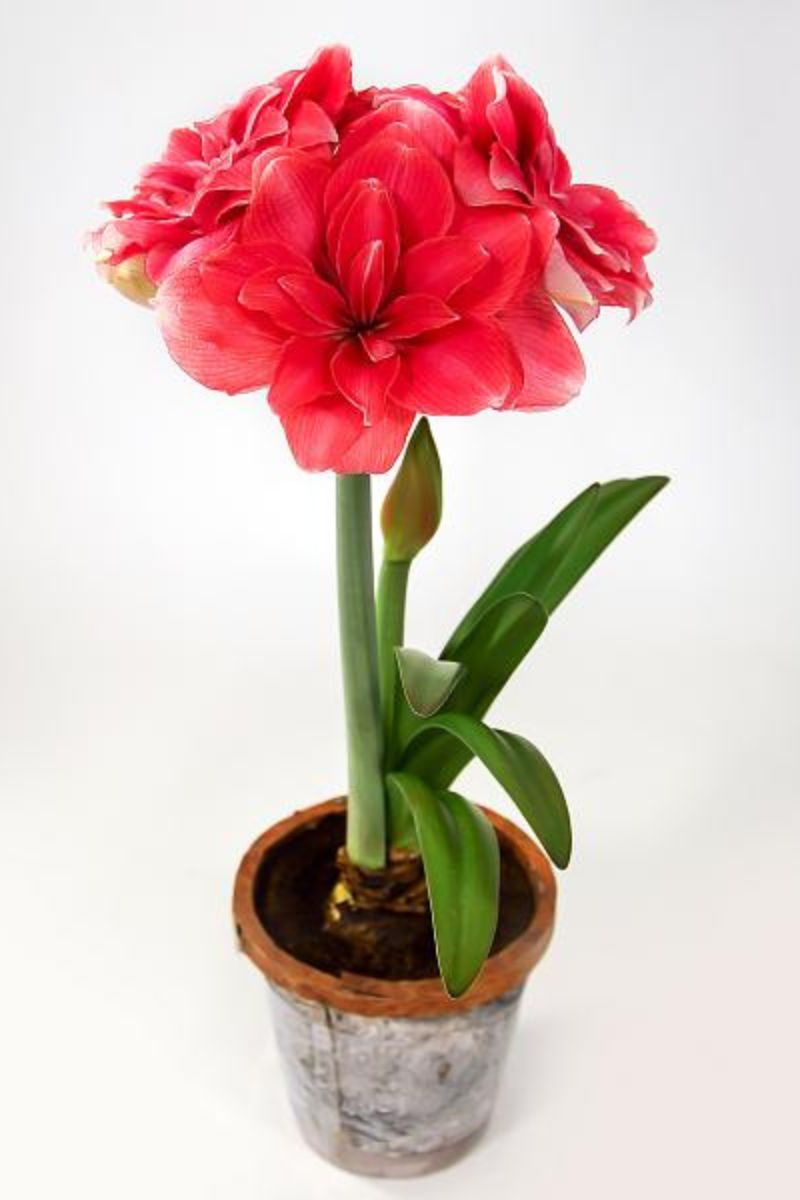 DeVroomen Amaryllis Double Dream Bulb 1/Pack