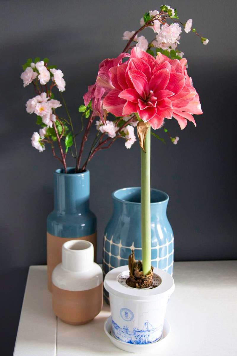 DeVroomen Amaryllis Double Dream Bulb 1/Pack