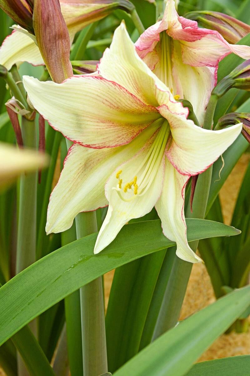 DeVroomen Amaryllis Magic Green Bulb 1/Pack