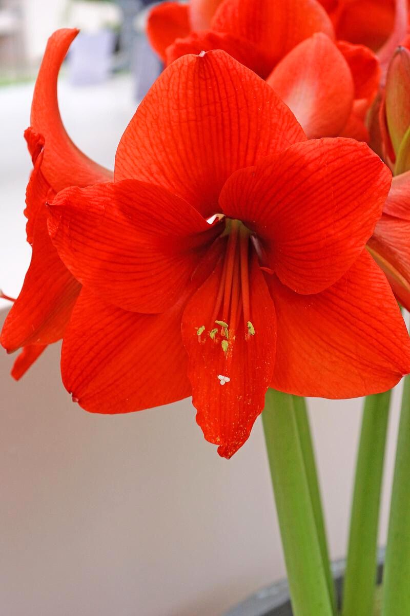DeVroomen Amaryllis Naranja Bulb 1/Pack