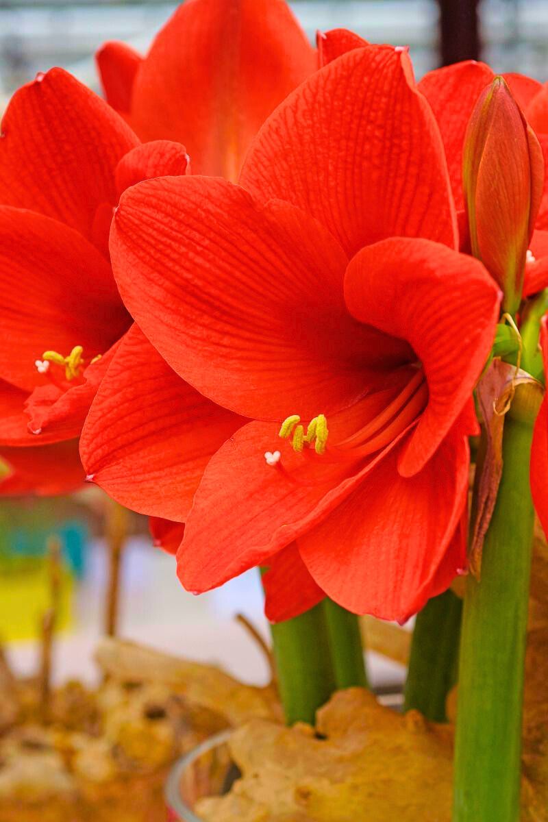 DeVroomen Amaryllis Naranja Bulb 1/Pack