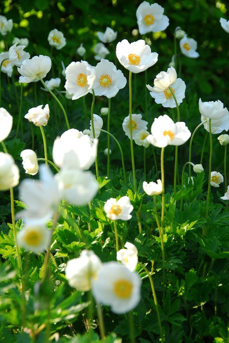 DeVroomen Anemone The Bride 15/pk