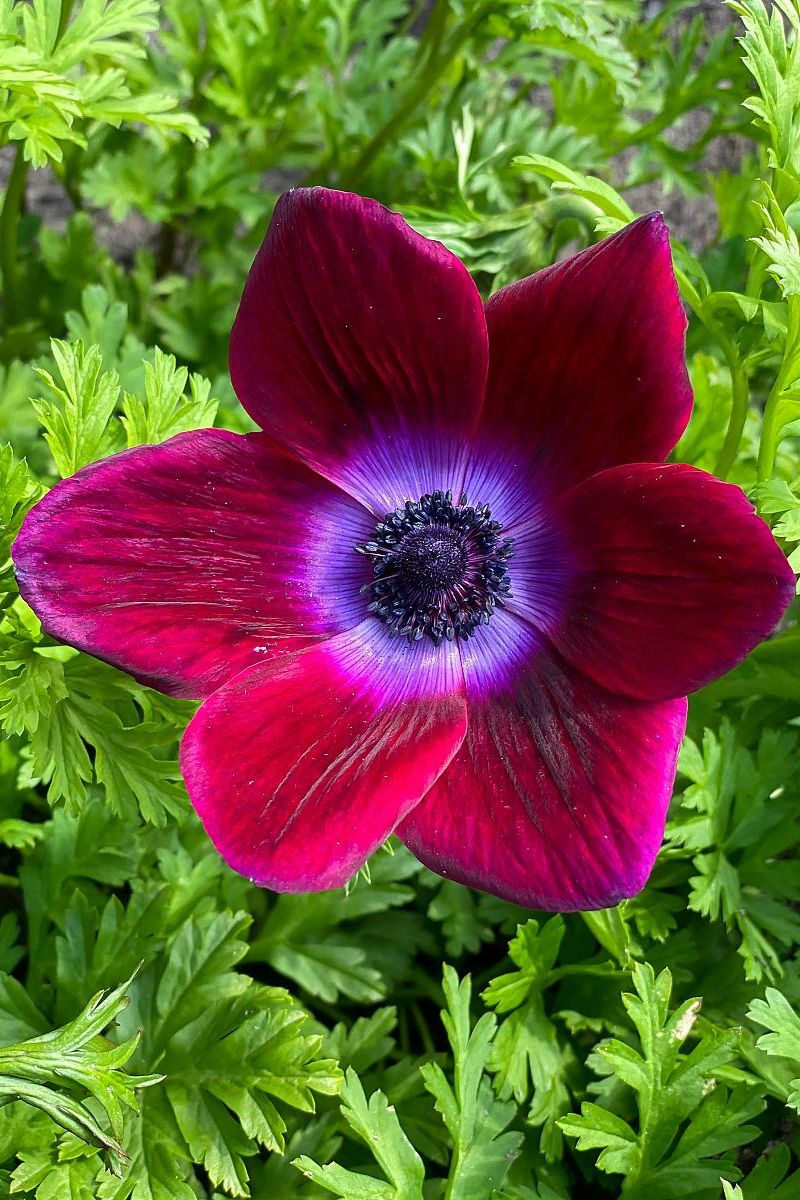 DeVroomen Anemones Coronaria Bordeaux Bulbs 10 Pack