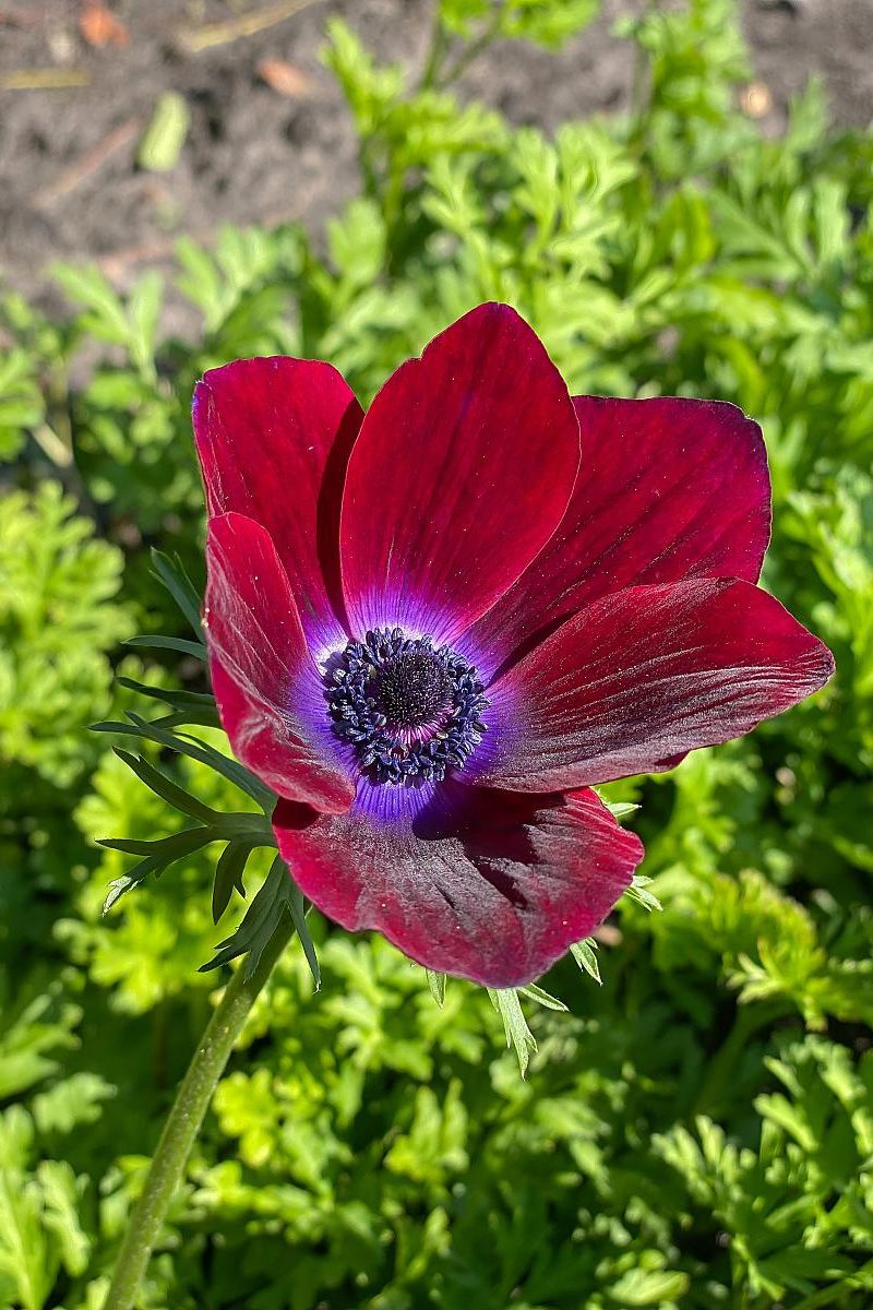 DeVroomen Anemones Coronaria Bordeaux Bulbs 10 Pack
