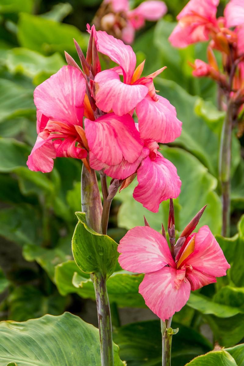 DeVroomen Canna China Doll 1/pk