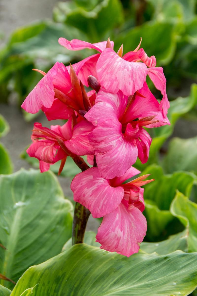 DeVroomen Canna China Doll 1/pk