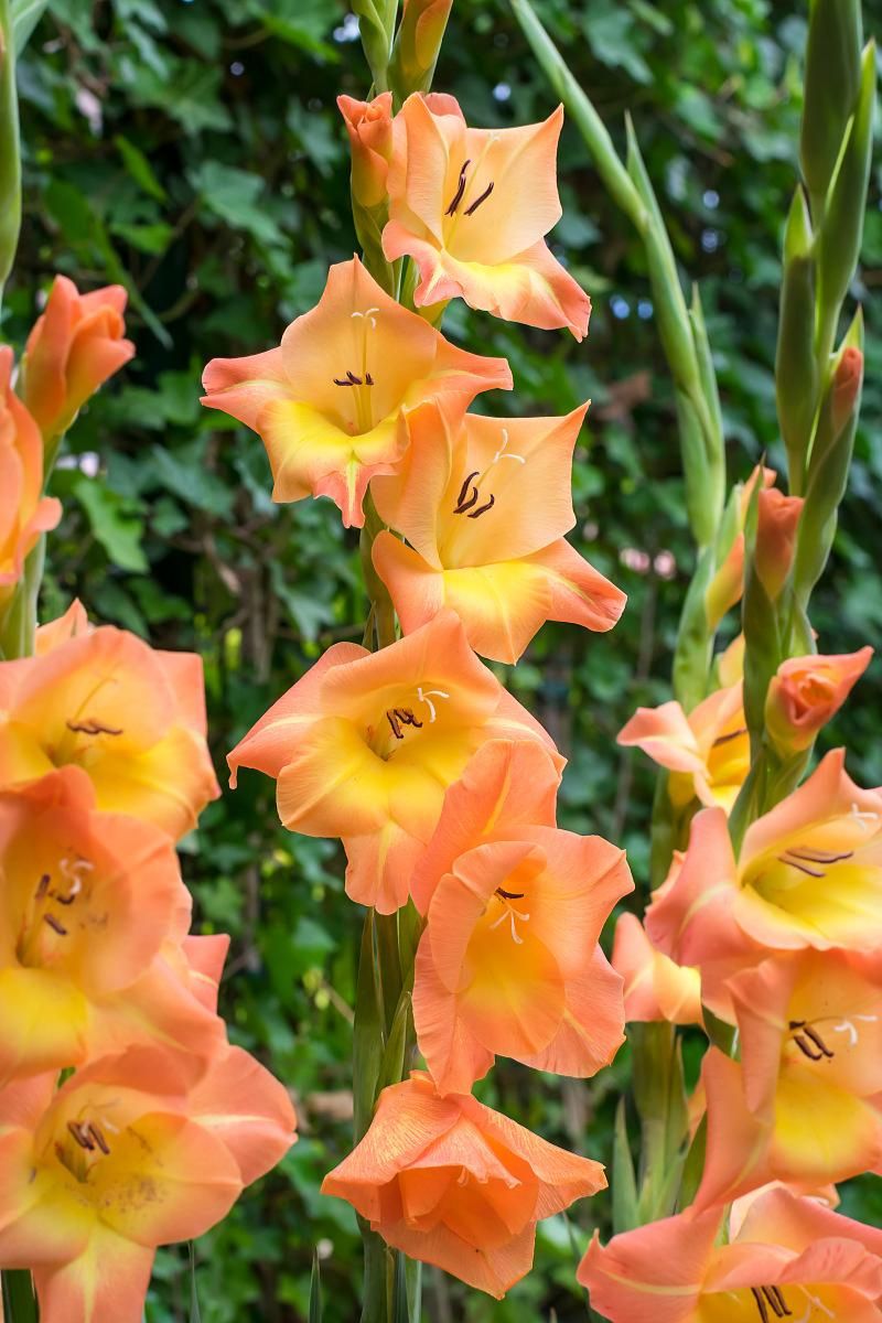 DeVroomen Crocosmia Peach Melba 5/pk