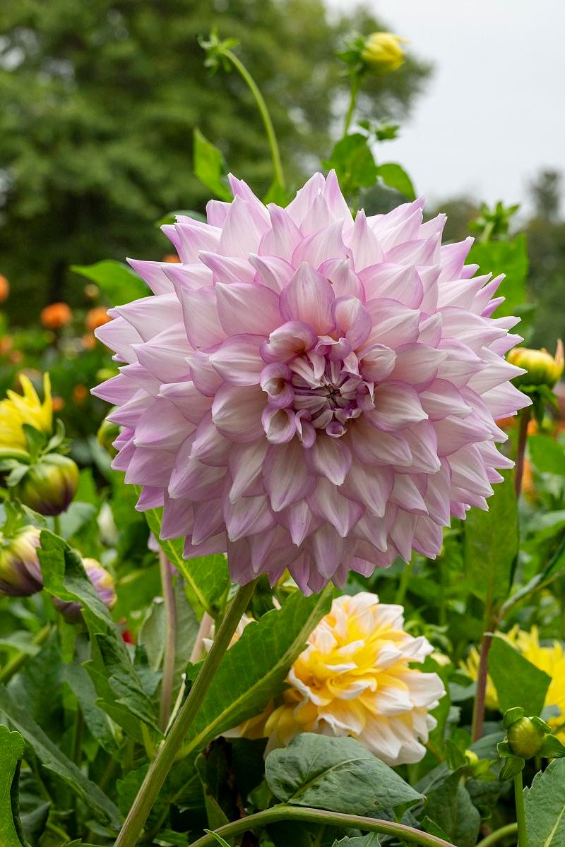 DeVroomen Dahlia Almand's Joy 1/pk