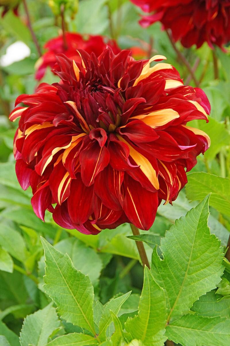 DeVroomen Dahlia Dinner Plate Bohemian Spartacus 1 Pack