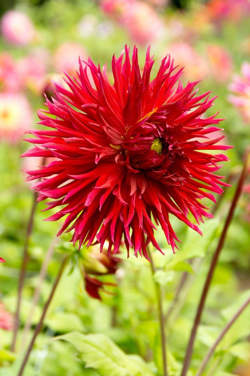 DeVroomen Dahlia Dinner Plate Jaxon Bulbs 1 Pack