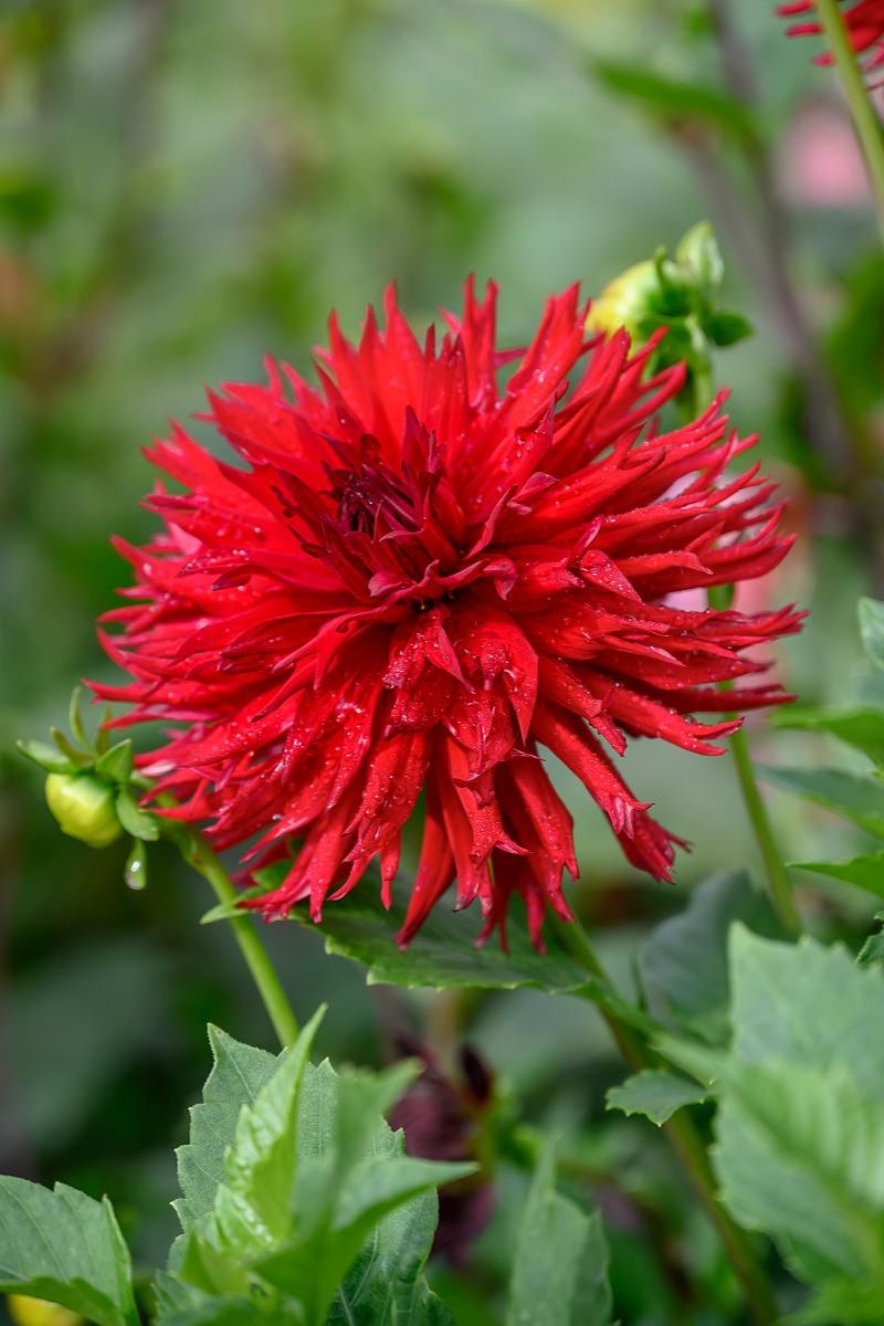 DeVroomen Dahlia Dinner Plate Jaxon Bulbs 1 Pack