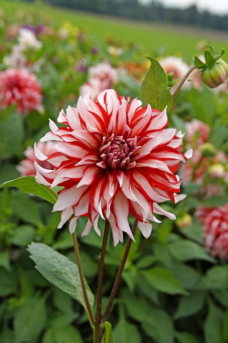 DeVroomen Dahlia Dinner Plate Santa Claus Bulbs 1 Pack