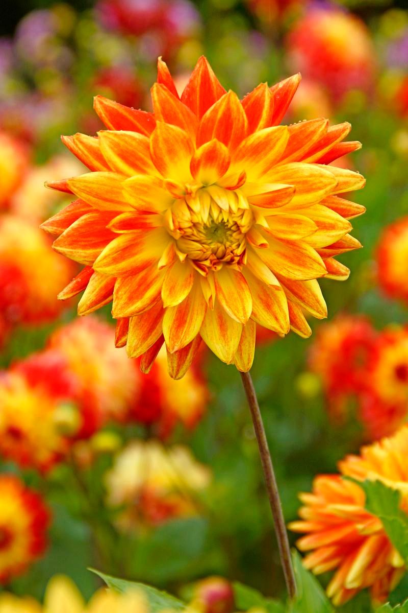 DeVroomen Dahlia Dinner Plate Sun Explosion Bulbs 1 Pack