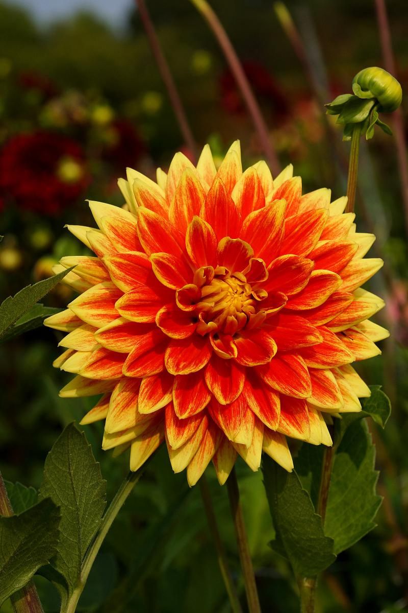 DeVroomen Dahlia Dinner Plate Sun Explosion Bulbs 1 Pack