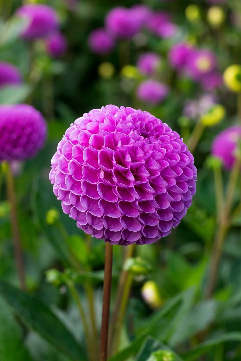 DeVroomen Dahlia Franz Kafka 1/pk