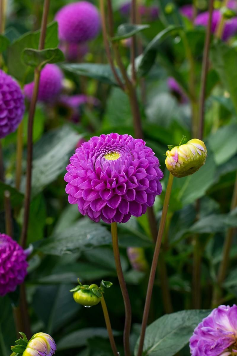 DeVroomen Dahlia Franz Kafka 1/pk