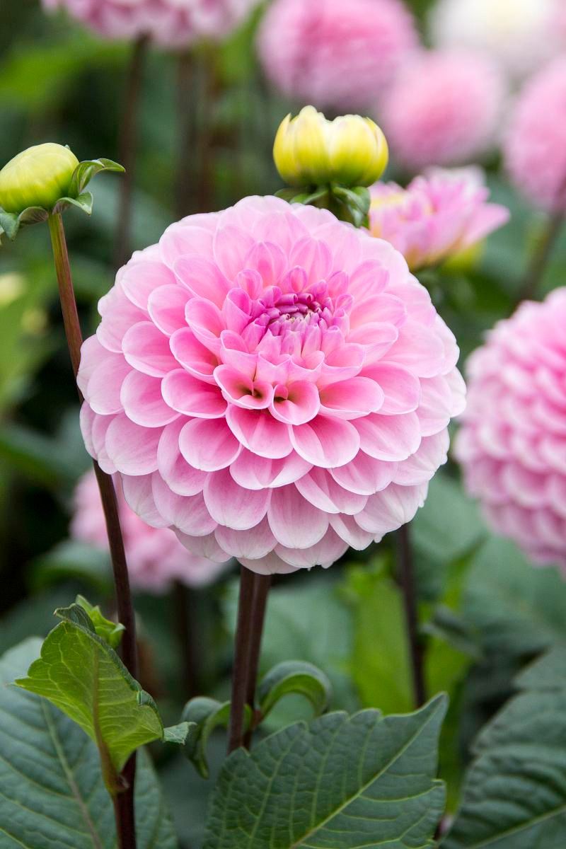 DeVroomen Dahlia Wizard of Oz 1 Pack