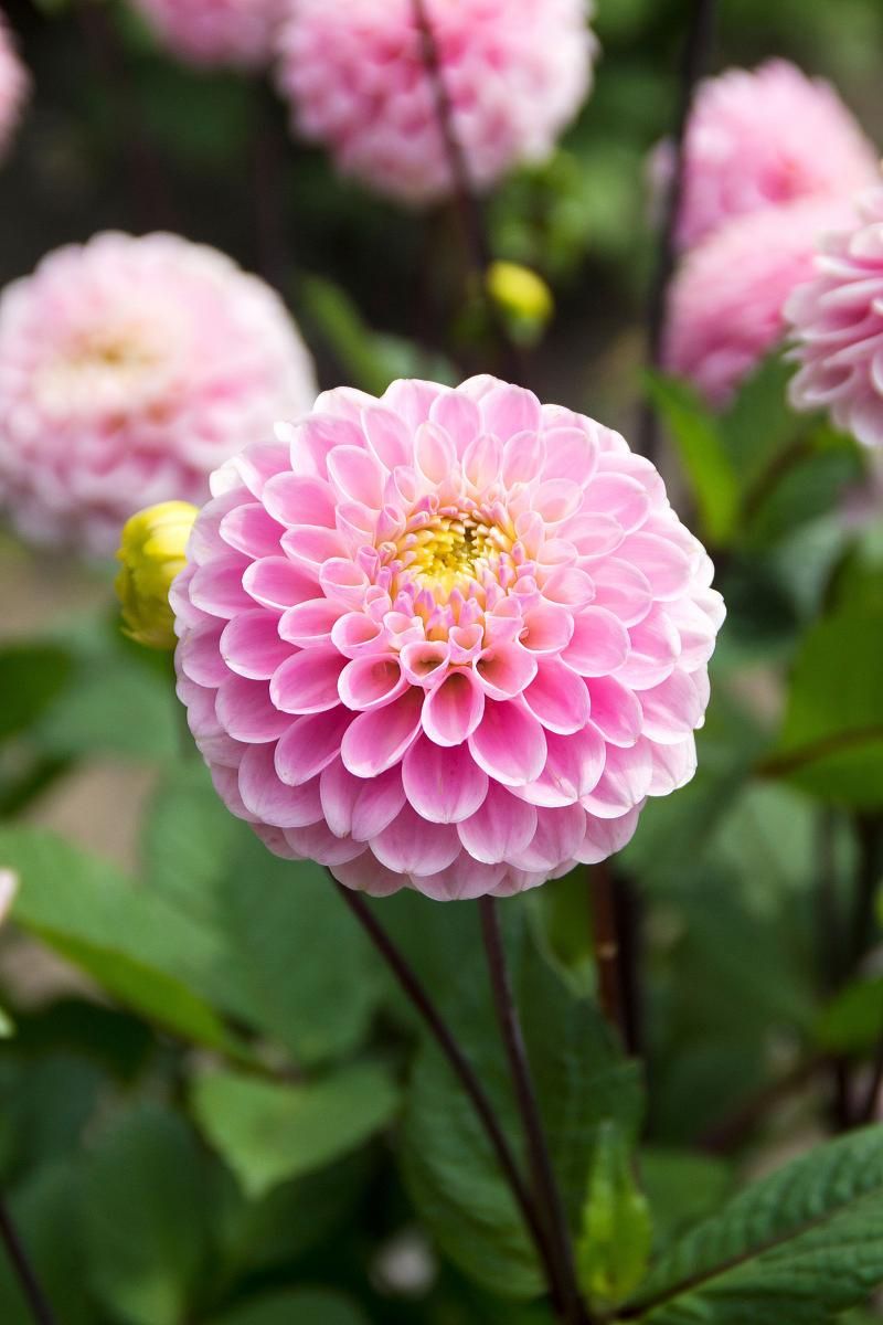DeVroomen Dahlia Wizard of Oz 1 Pack