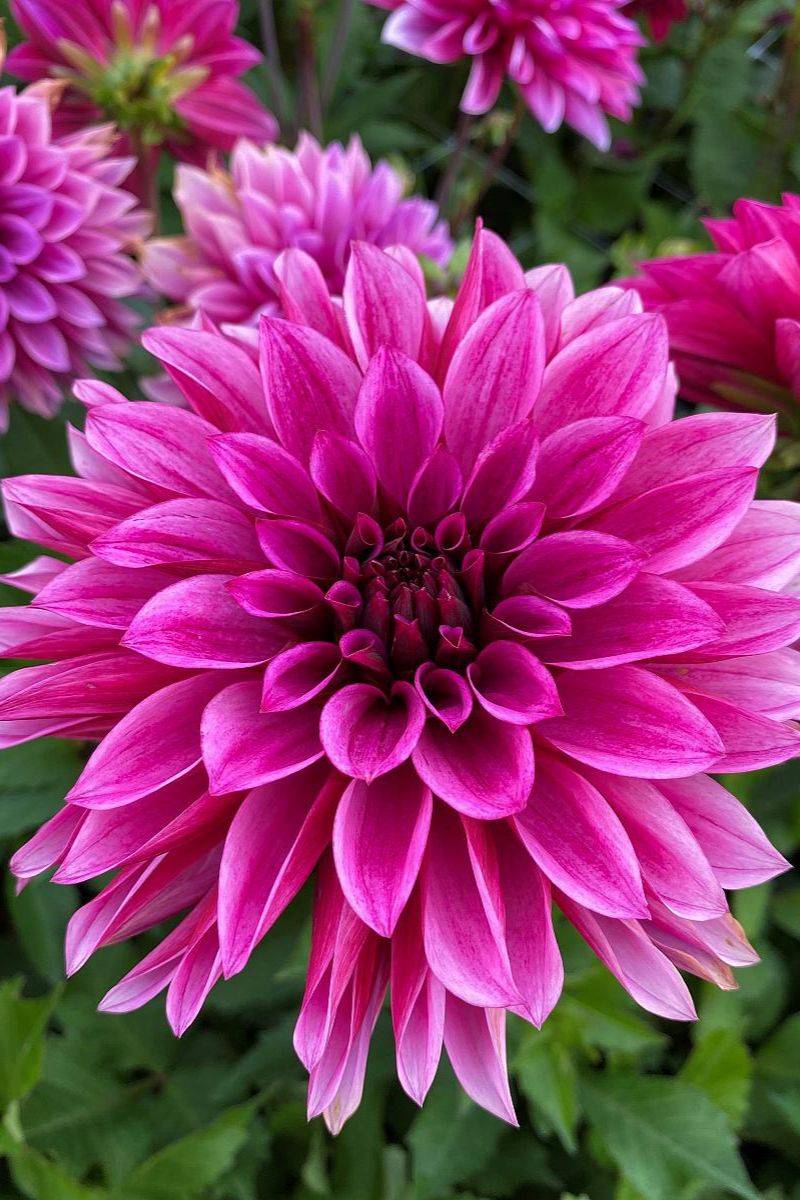 DeVroomen Dinner Plate Dahlia Tanita Bulbs 1 Pack