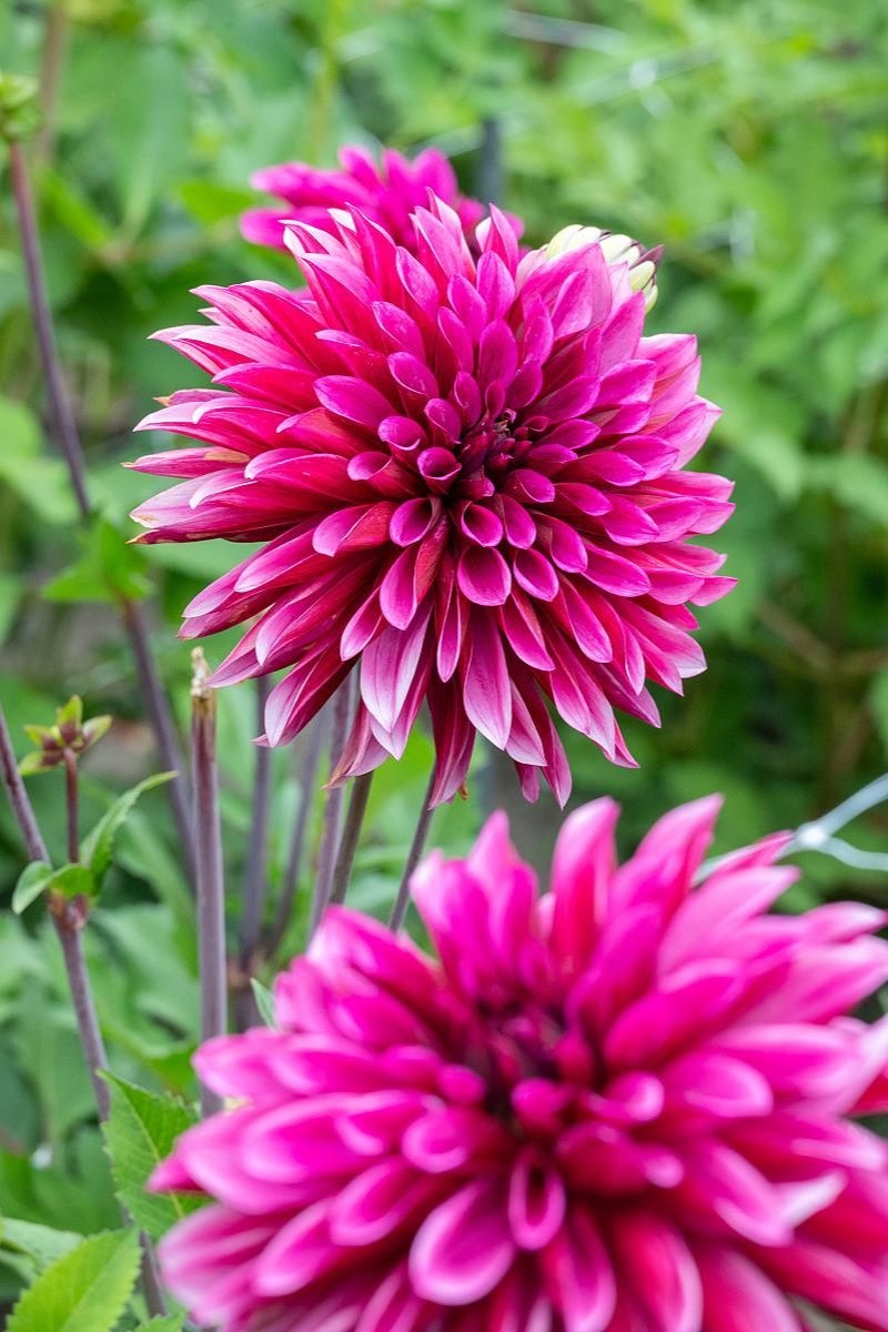 DeVroomen Dinner Plate Dahlia Tanita Bulbs 1 Pack