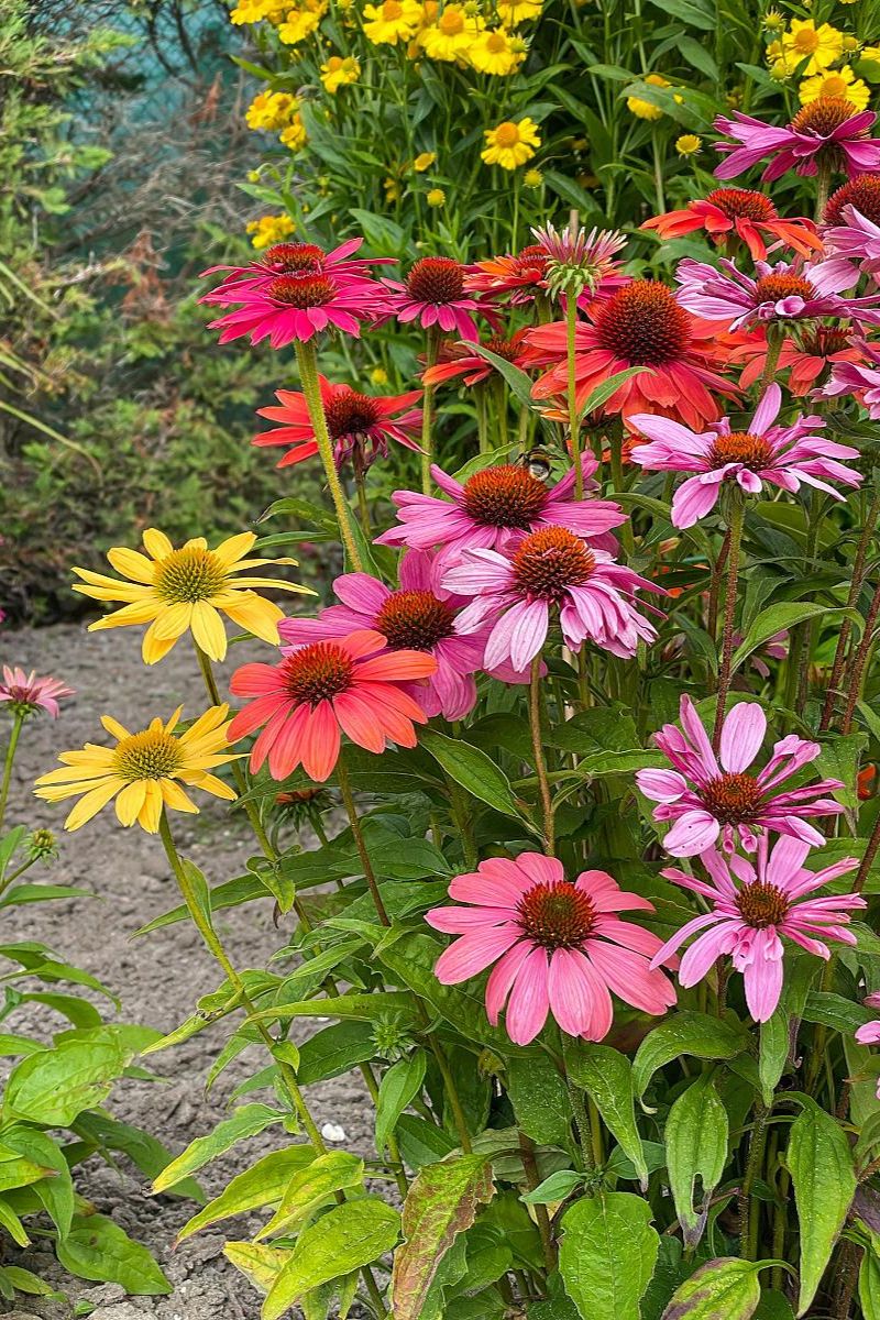 DeVroomen Echinacea Mix 4/pk