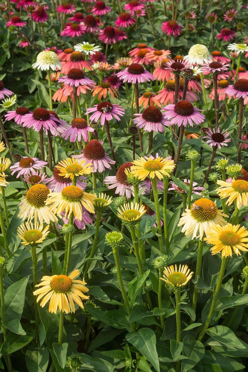 DeVroomen Echinacea Mix 4/pk