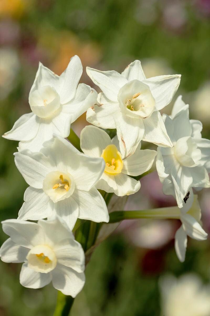 DeVroomen Paperwhite Ziva Bulbs 4/Pack