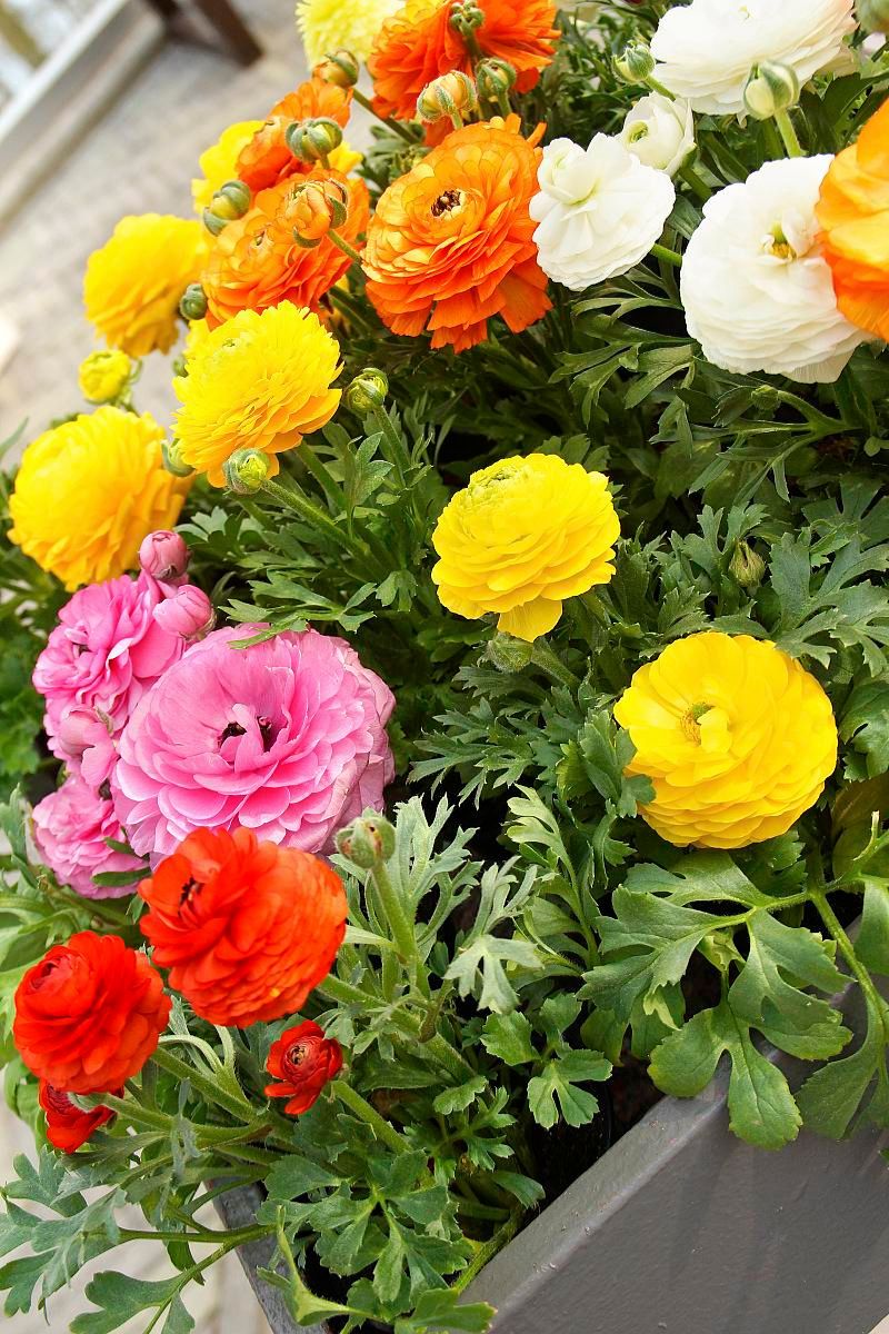 DeVroomen Ranunculus Mixed Bulbs10/Pack