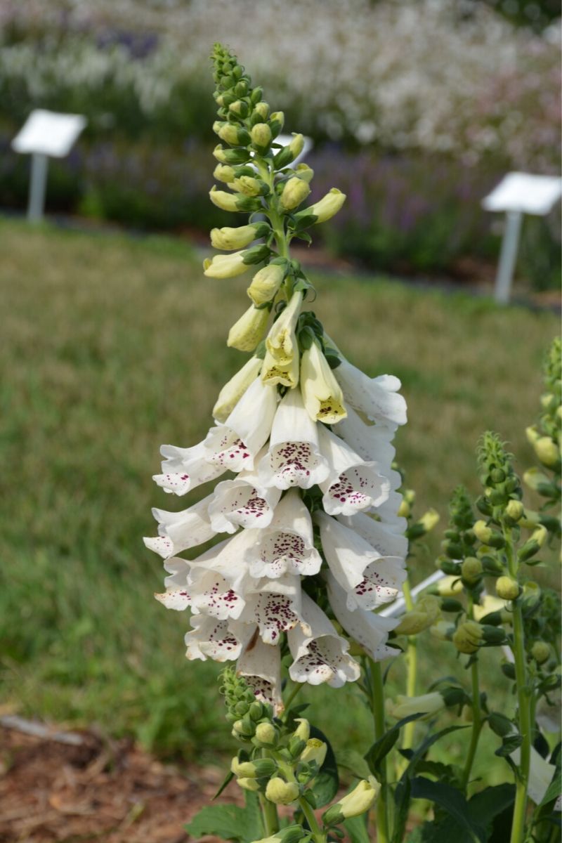 Foxglove, Dalmatian White