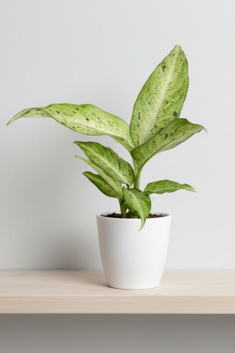 Dieffenbachia, Camouflage 6"