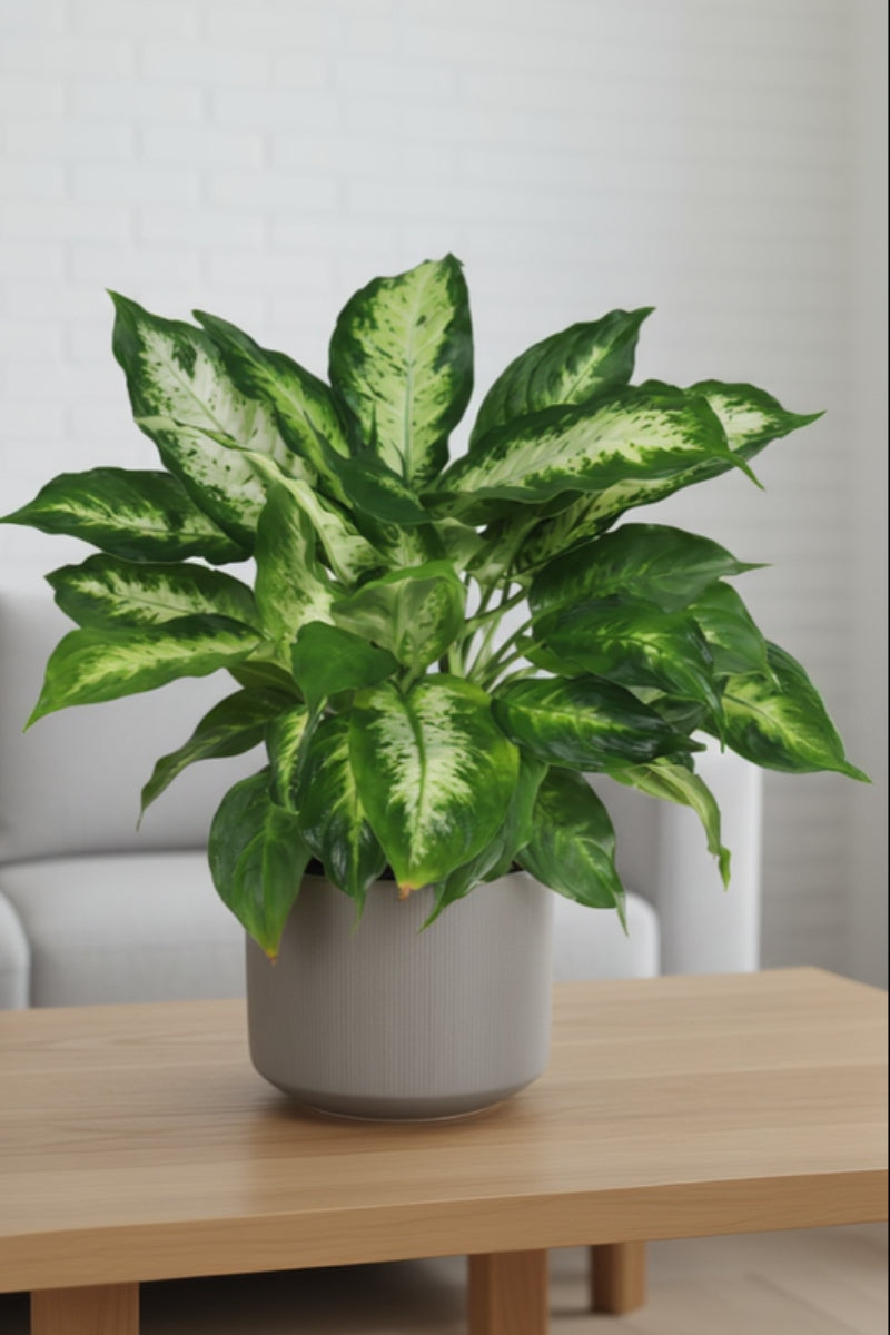 Dieffenbachia, Compacta 6"