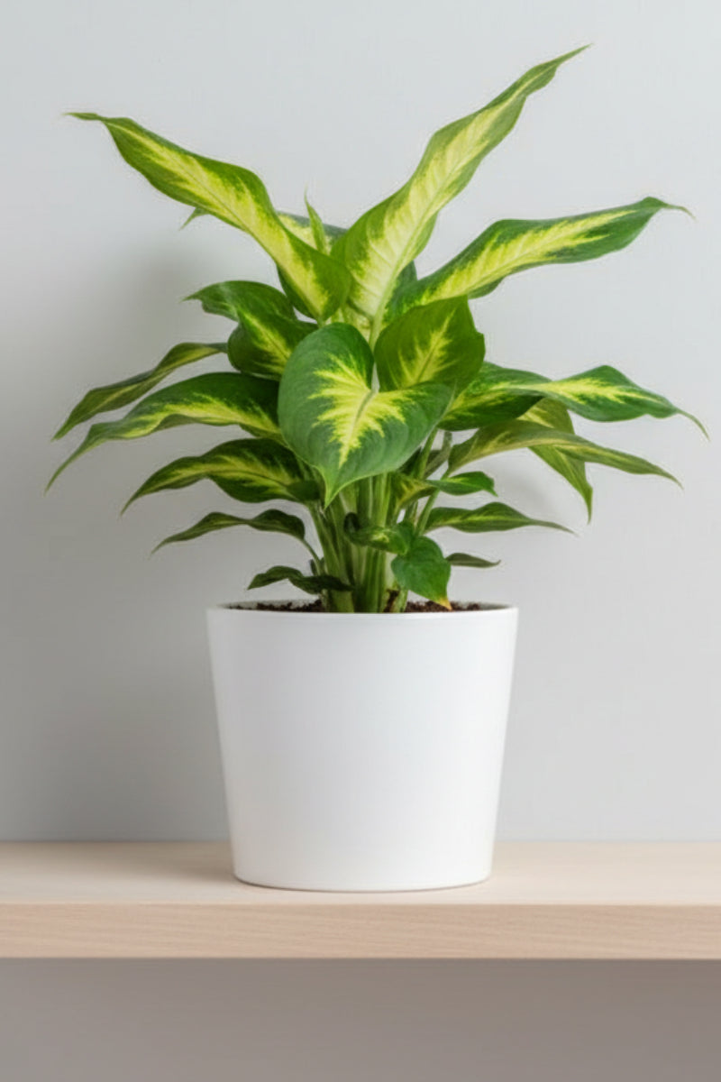 Dieffenbachia, Martha 6"