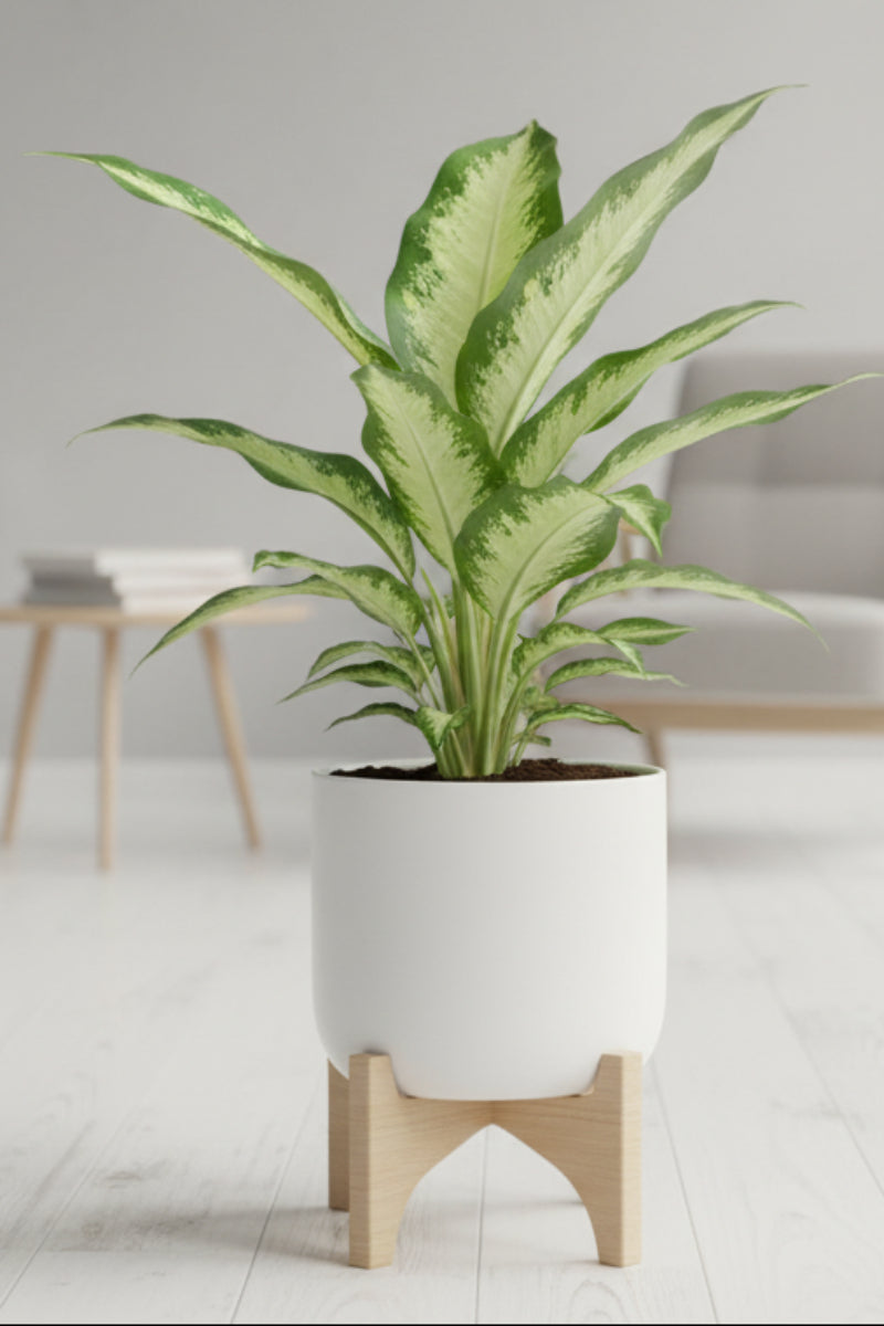 Dieffenbachia, Panther 6"