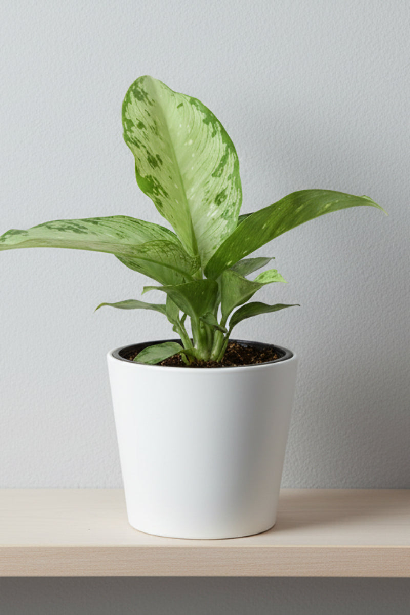 Dieffenbachia, Snow 4"