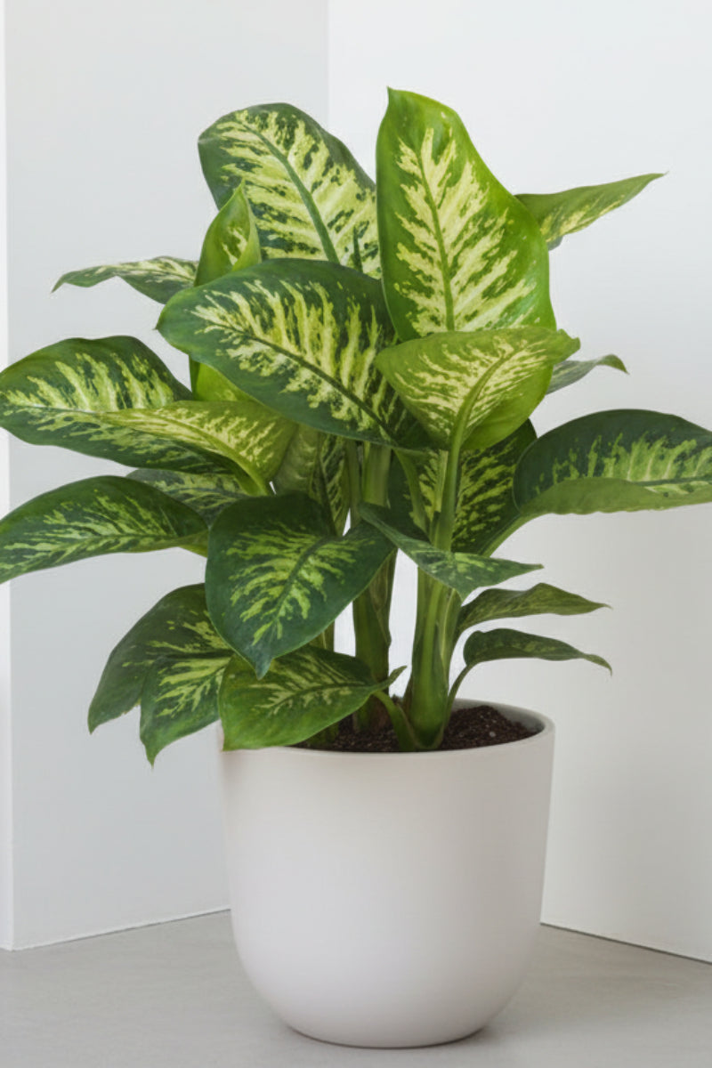 Dieffenbachia, Tropic Snow 10"
