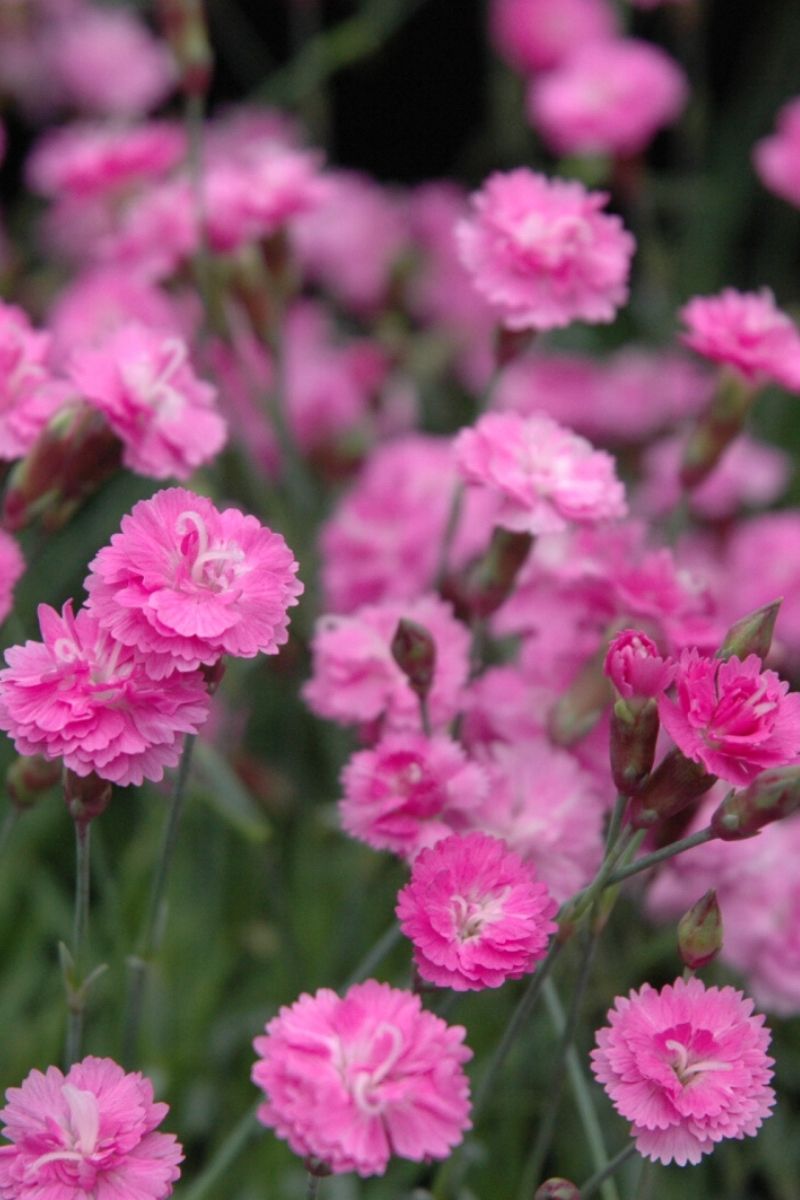 Dianthus, Tiny Rubies