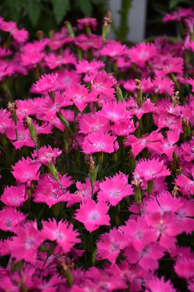 Dianthus, Kahori