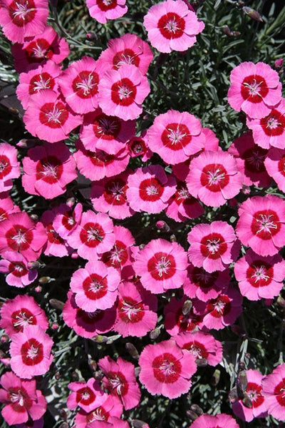 Dianthus, Peppermint Star