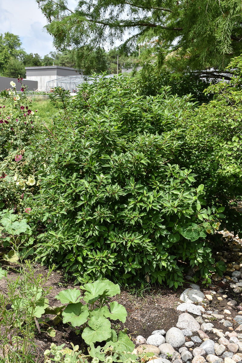 Dogwood, Redtwig Bergeson