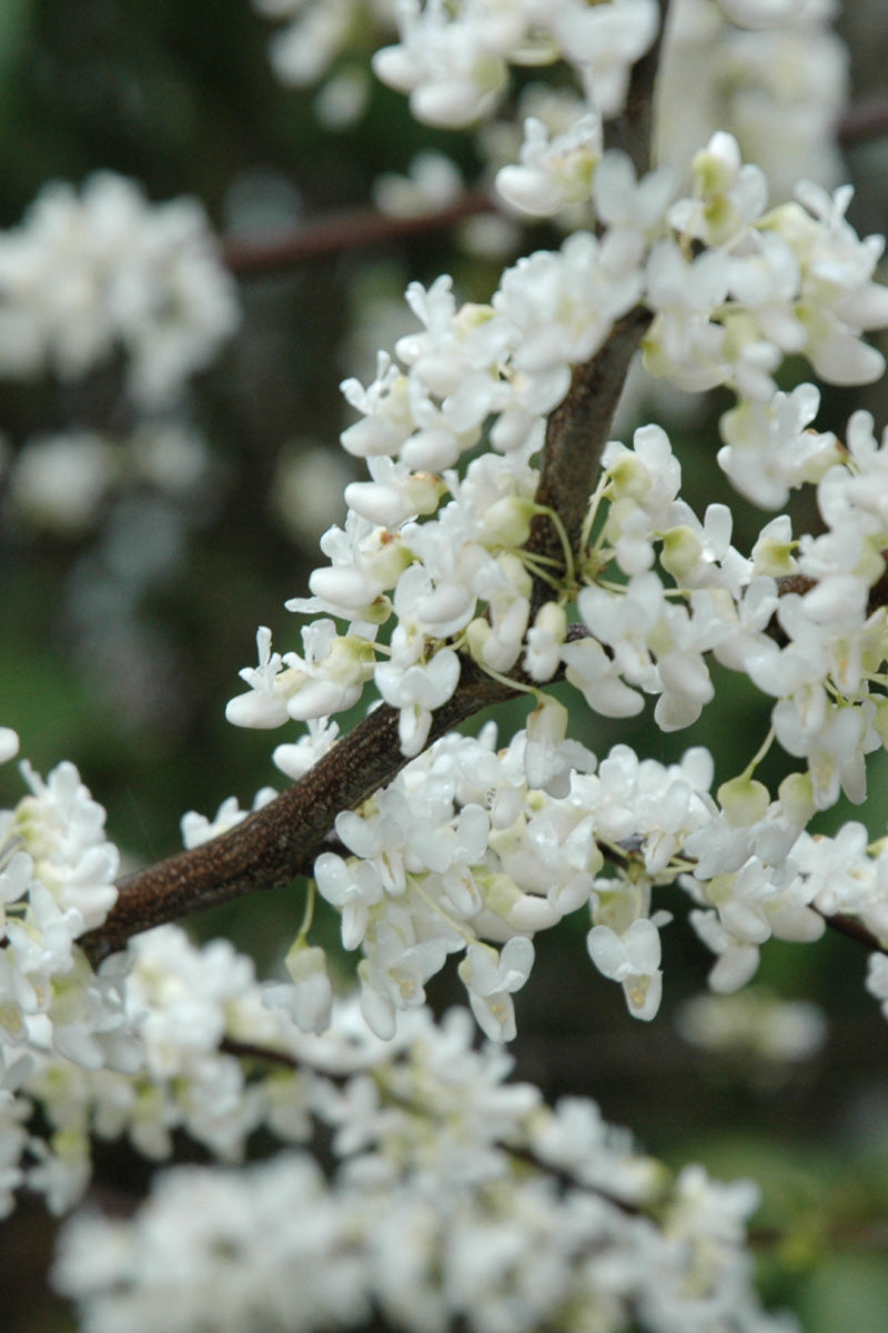 Dogwood, Redtwig Bergeson