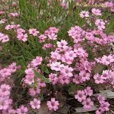 Baby's Breath, Filou Rose