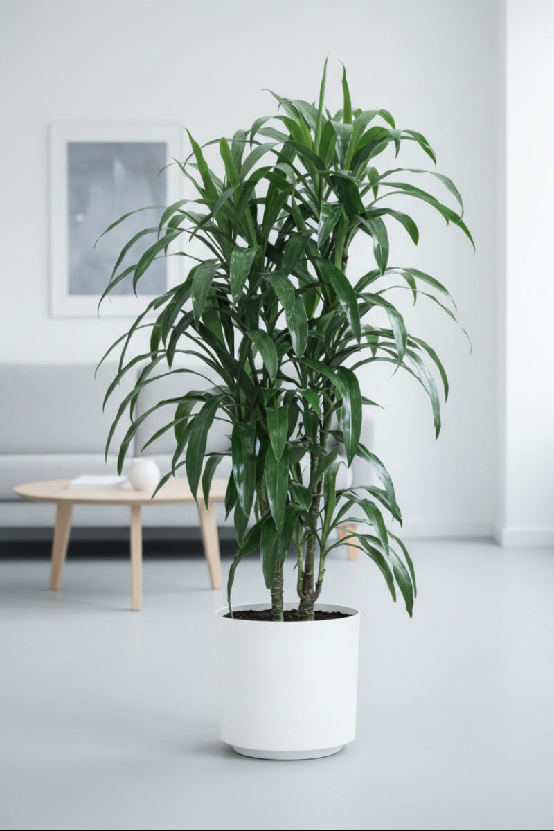 Dracaena, Lisa Cane 9"