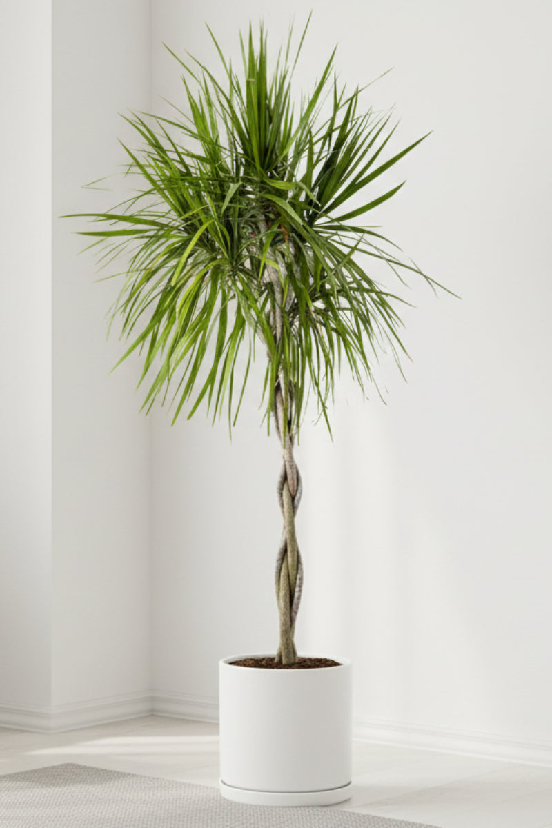 Dracaena, Marginata Magenta 10" Braid